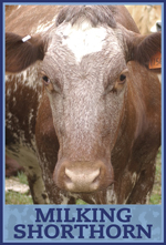 milking shorthorn dairy cow milking shorthorn dairy cow